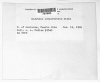 Rostraureum longirostre image